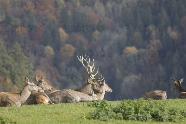 A herd of red deer resting on a meadow in sunshine