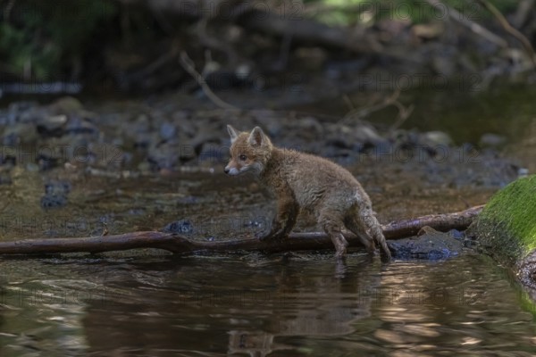 One young red fox, Vulpes vulpes, walking through a shallow forest creek in late light. Searching for food
