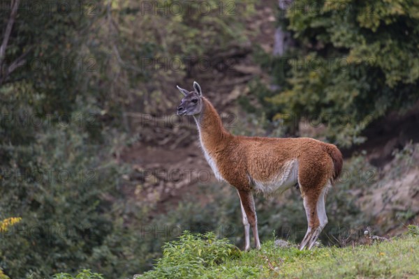 One male guanaco (Lama guanicoe) stands on steep ground