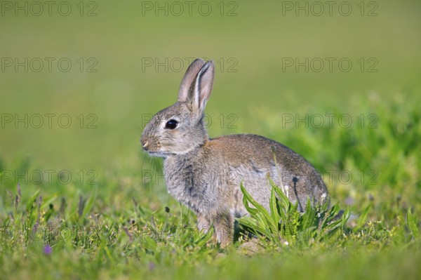 European rabbit, young common rabbit (Oryctolagus cuniculus) juvenile sitting meadow in spring