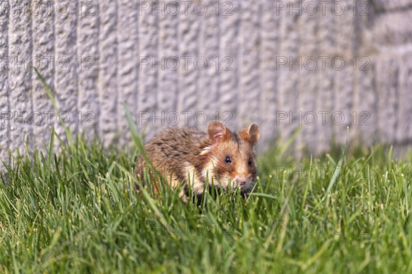 One European hamster (Cricetus cricetus), Eurasian hamster, black-bellied hamster or common hamster, sitting next to the gravestone of an old grave