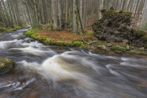 Kleine Ohe creek below Waldhaeuser village in the Bavarian Forest Nationalpark. Flowing water and fallen trees