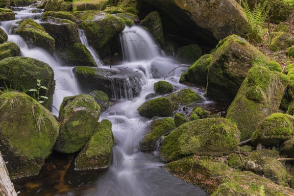 Kleine Ohe creek below Waldhaeuser village in the Bavarian Forest Nationalpark. Flowing water, little cascades, mossy stones and fresh green vegetation