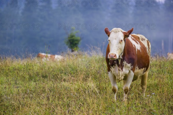 A Holstein Friesian cow stands grazing on a meadow with trees on a foggy day. Eng Valley, Austria, Europe