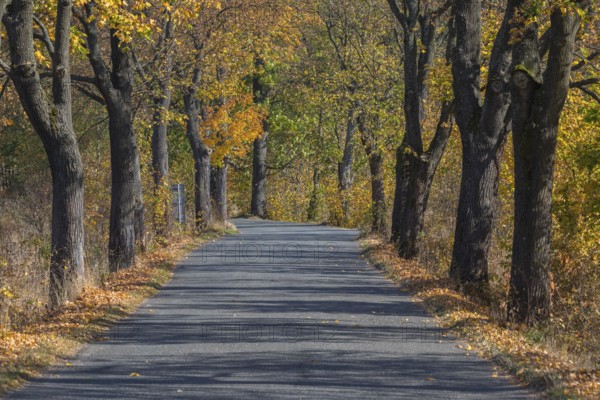 Alley of oak trees in autumn colors