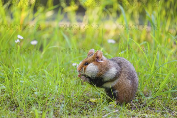 A European hamster (Cricetus cricetus), Eurasian hamster, black-bellied hamster or common hamster, collects herbs, grass and daisies on a meadow