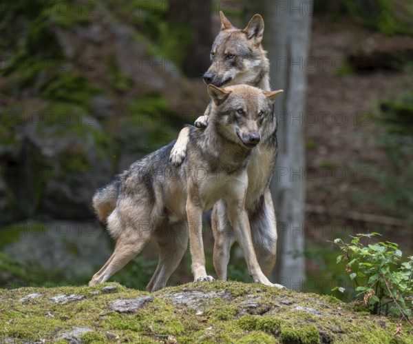 Wolves (Canis lupus) standing on a rock covered with moss, social behaviour, captive, Bavarian Forest National Park, Bavaria, Germany, Europe
