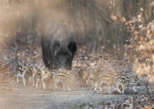 Wild boar, wild boar (Sus scrofa), a wild boar with young boars running along a forest path, Germany, Europe
