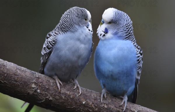Budgerigars (Melopsittacus undulatus) on a branch