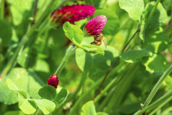 Honey bee (Apis mellifera) on a flower of incarnate clover (Trifolium incarnatum), Saxony, Germany, Europe