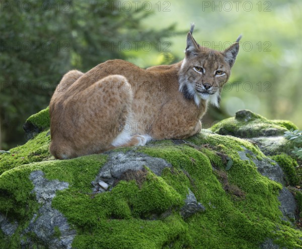Eurasian lynx (Lynx lynx) lying on a moss-covered rock in the forest and looking attentively, captive, Bavarian Forest National Park, Bavaria, Germany, Europe