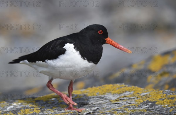 Oystercatcher, (Haematopus ostralegus) on a rock on the coast of Norway