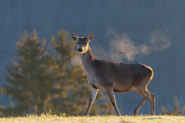 A female red deer (Cervus elaphus) stands in the first light of day on a meadow covered in hoar frost. Its breath condenses in the cold air. A forest can be seen in the background