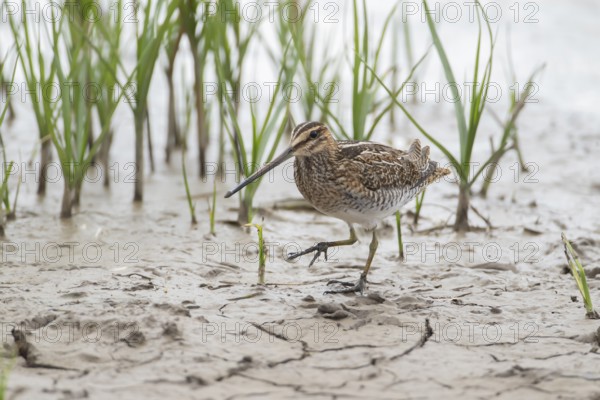 Common snipe (Gallinago gallinago) adult wading bird on mud, England, United Kingdom, Europe