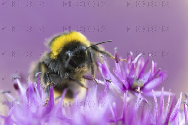 Buff tailed bumblebee (Bombus terrestris) adult bee on a purple Allium flower in an urban garden in summer, England, United Kingdom, Europe