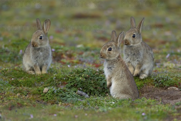 Rabbit (Oryctolagus cuniculus) three wild juvenile baby animals next to a burrow entrance in grassland in the summer, England, United Kingdom, Europe
