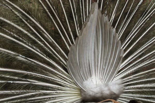 Indian peafowl or Peacock (Pavo cristatus) adult male bird displaying close up of its tail feathers, England, United Kingdom, Europe