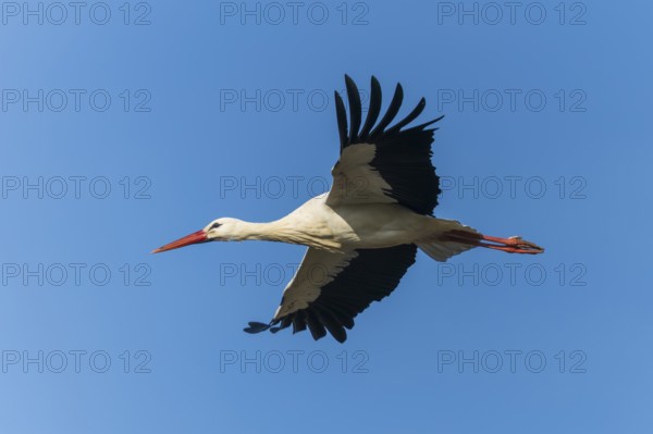 Stork with outstretched wings gliding calmly through the blue sky, White Stork (Ciconia ciconia), wildlife, Germany, Europe