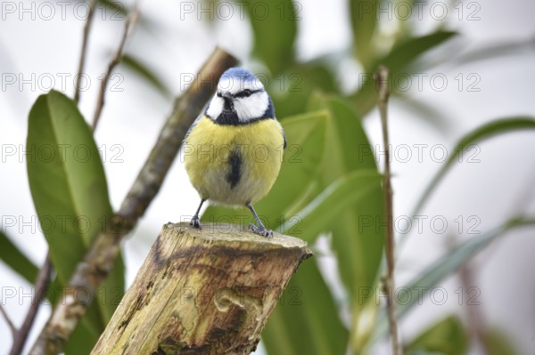 Blue tit (Cyanistes caeruleus) on a branch in cherry laurel, (Prunus laurocerasus) Schleswig-Holstein, Germany, Europe