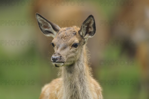 A fawn stands attentively in the forest and peers around curiously, red deer (Cervus elaphus), Bavaria