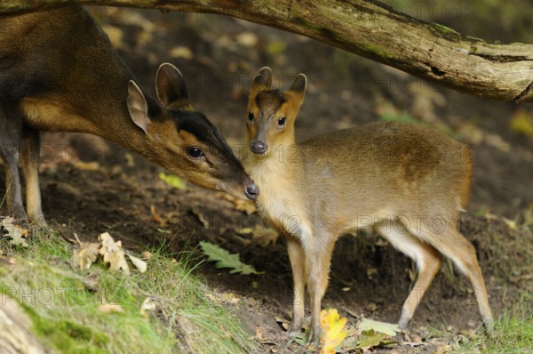 An adult and a young muntjac standing under a fallen tree in the forest, Chinese muntjac (Muntiacus reevesi), captive