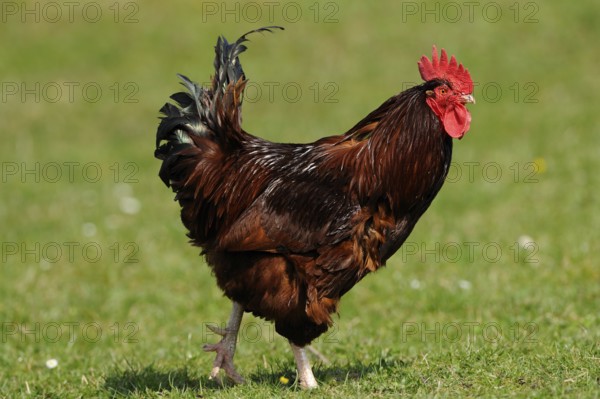 A brown cockerel standing upright in the meadow, domestic fowl (Gallus gallus domesticus), Franconia