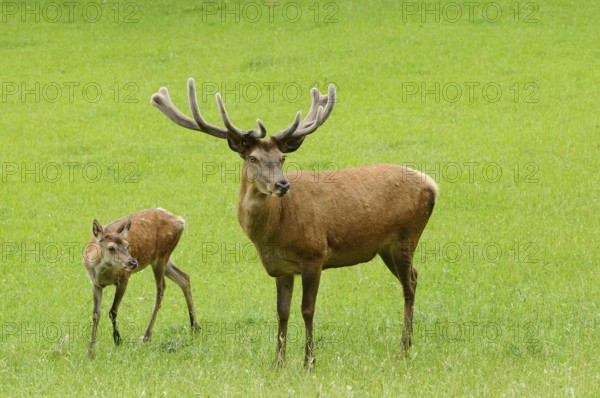 Stag with antlers and young fawn standing together on an extensive green meadow, red deer (Cervus elaphus), Bavaria