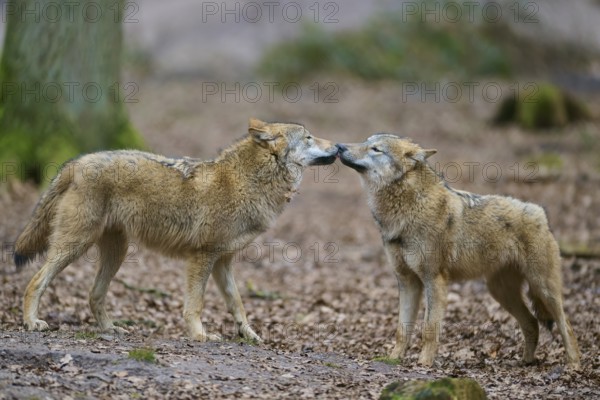 Wolf (Canis lupus), two wolves face each other in the forest, surrounded by foliage on the ground, in a peaceful atmosphere, Germany, Europe