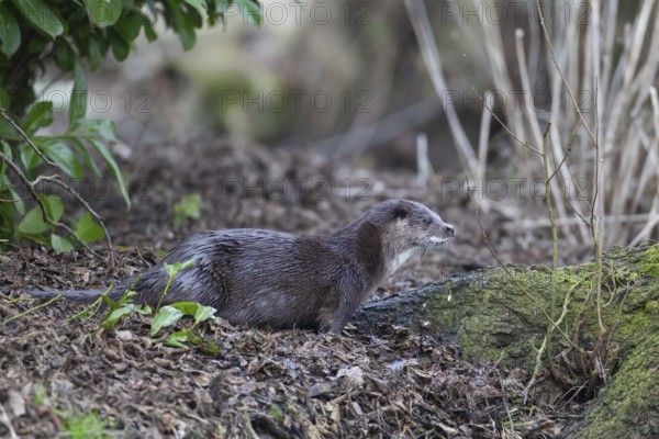 Eurasian otter (Lutra lutra) adult animal on a river bank, England, United Kingdom, Europe