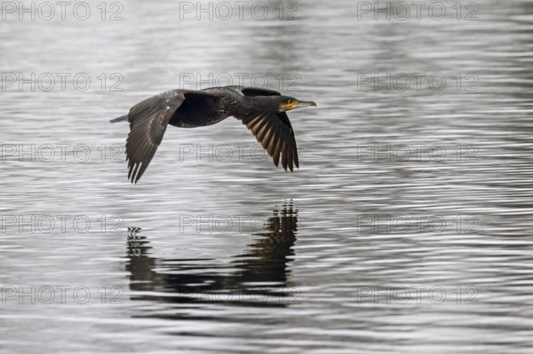 A cormorant flies elegantly just above the surface of the water, wings outstretched, Cormorant, (Phalacrocorax carbo), wildlife, Germany, Europe