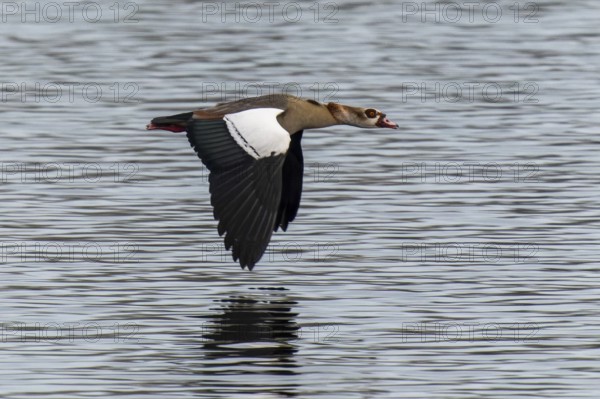 Egyptian goose in flight just above the water surface, wings wide open, Egyptian goose, (Alopochen aegyptiacus), wildlife, Germany, Europe
