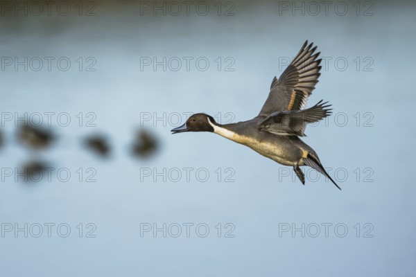 Northern Pintail, Anas acuta, male in flight over winter marshes