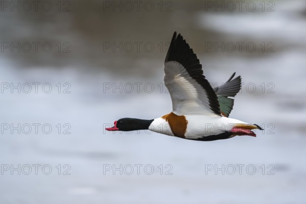 Common Shelduck, Tadorna tadorna, bird in flight over winter marshes