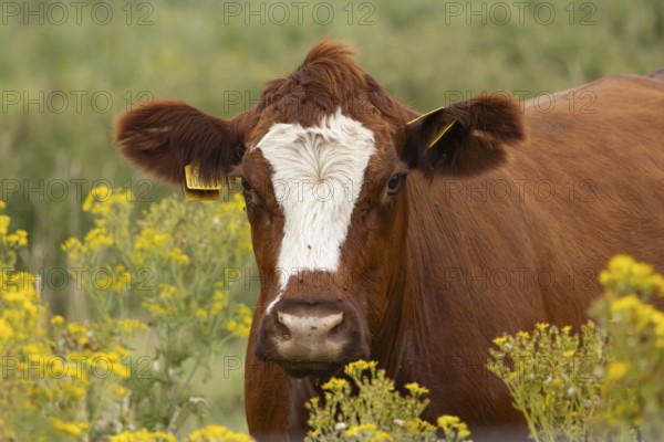 Domestic cattle or cow (Bos taurus) adult farm animal in a field with flowering Common ragwort (Jacobaea vulgaris) plants, England, United Kingdom, Europe