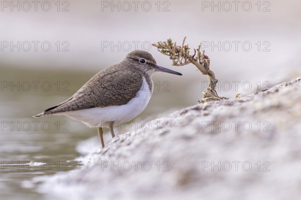 Common sandpiper (Actitis hypoleucos) Snipe bird, foraging in the mud, resting, limicole, shallow water zone, Toledo, Spain, Europe