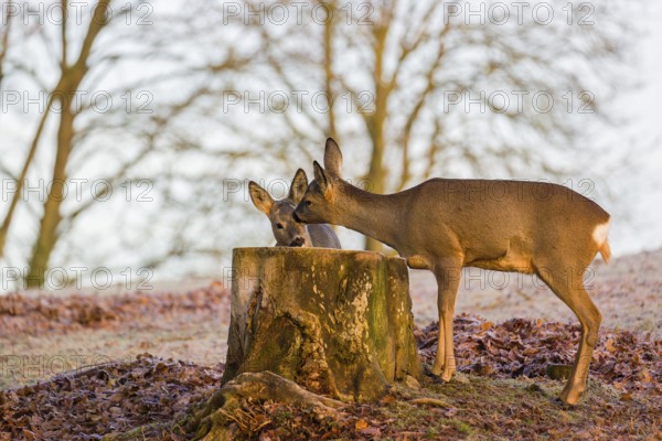 An adult female roe deer (Capreolus capreolus) nurses her fawn next to a tree stump at sunrise