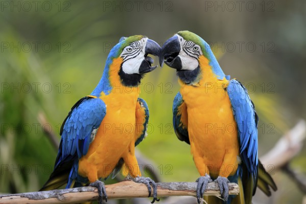 Yellow-breasted Macaw (Ara ararauna), adult, in perch, pair, social behaviour, South America