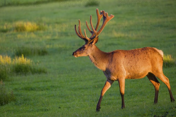 An Altai maral stag, Altai wapiti or Altai elk (Cervus canadensis sibiricus) stands in a meadow in the first light of the day