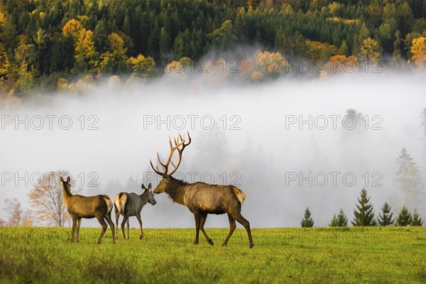 An Altai maral stag with two hinds, Altai wapiti or Altai elk (Cervus canadensis sibiricus) stands in a meadow in the first light of a foggy day. A forest in full fall foliage is in the background. Dense fog cover the forest partially