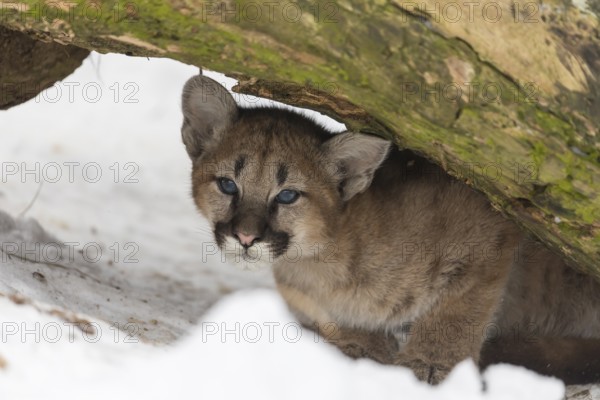 One cougar kitten, Puma concolor, hiding underneath a log, ground covered with snow