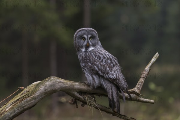 One great grey owl (Strix nebulosa) sitting on the root of a fallen spruce tree