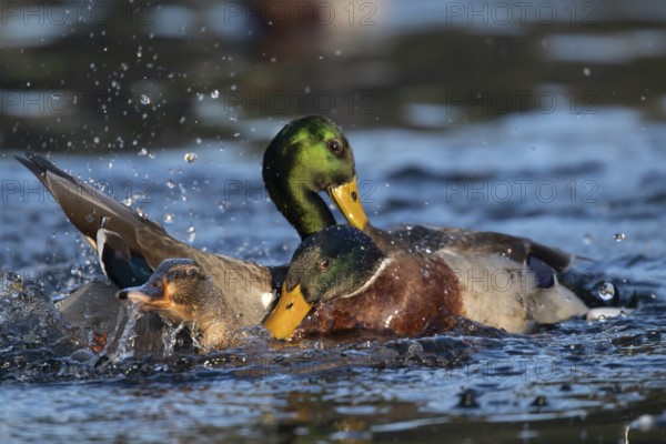 Mallard or Wild duck (Anas platyrhynchos) two adult male birds fighting over a female bird on a lake, England, United Kingdom, Europe