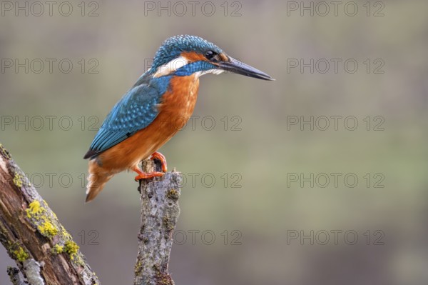 Common kingfisher (Alcedo atthis) on its perch, Tyrol, Austria, Europe
