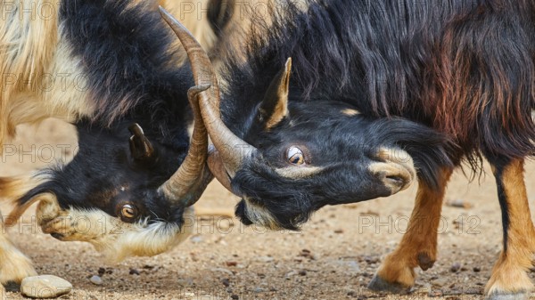 Two goats bump into each other with horns in an intense close-up in a natural environment, sheep (e) or goat (n), ovis, caprae, Crete, Greek Islands, Greece, Europe