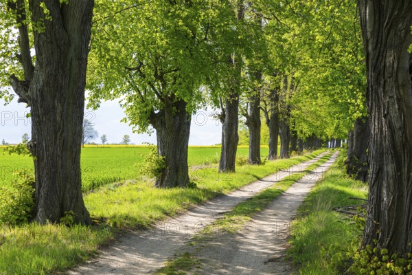 Path through the 200-year-old avenue of lime trees, mainly winter lime trees (Tilia cordata), between Lauske and Nostitz, Weißenberg, Saxony, Germany, Europe