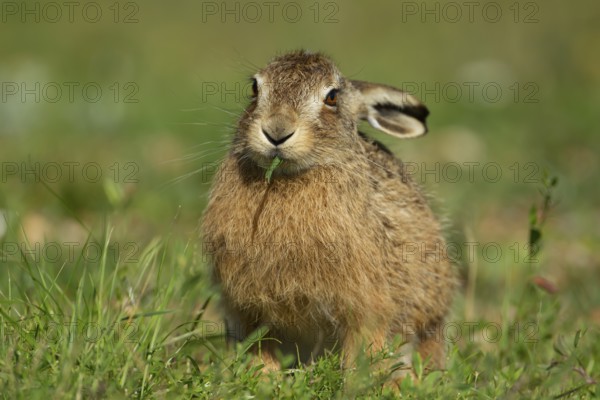 European brown hare (Lepus europaeus) adult animal feeding in grassland in summer, England, United Kingdom, Europe