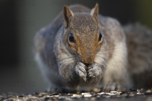 Grey squirrel (Sciurus carolinensis) adult animal feeding on seeds on a garden bird table, England, United Kingdom, Europe