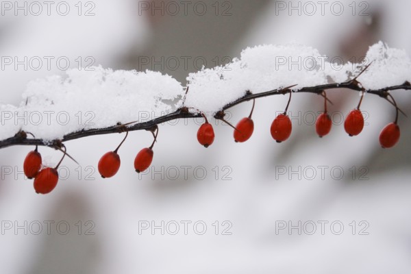 Barberry with snow, winter, Germany, Europe