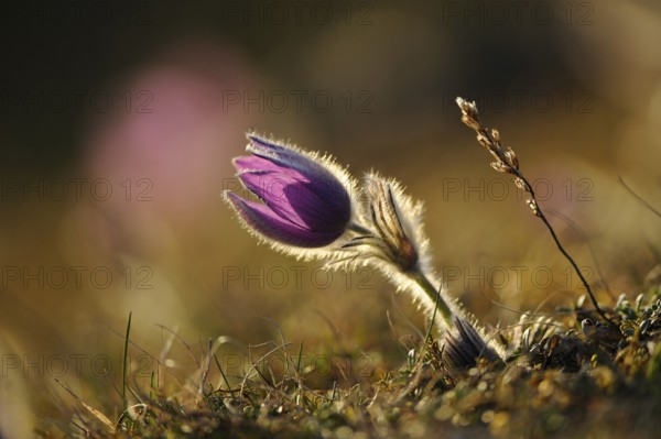 Purple flower in sunlight, surrounded by natural grass, Pasque flower (Pulsatilla vulgaris), Upper Palatinate