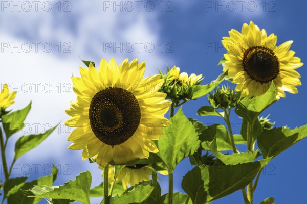 Sunflowers on blue sky